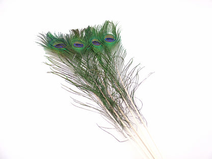 Peacock Tail Feather