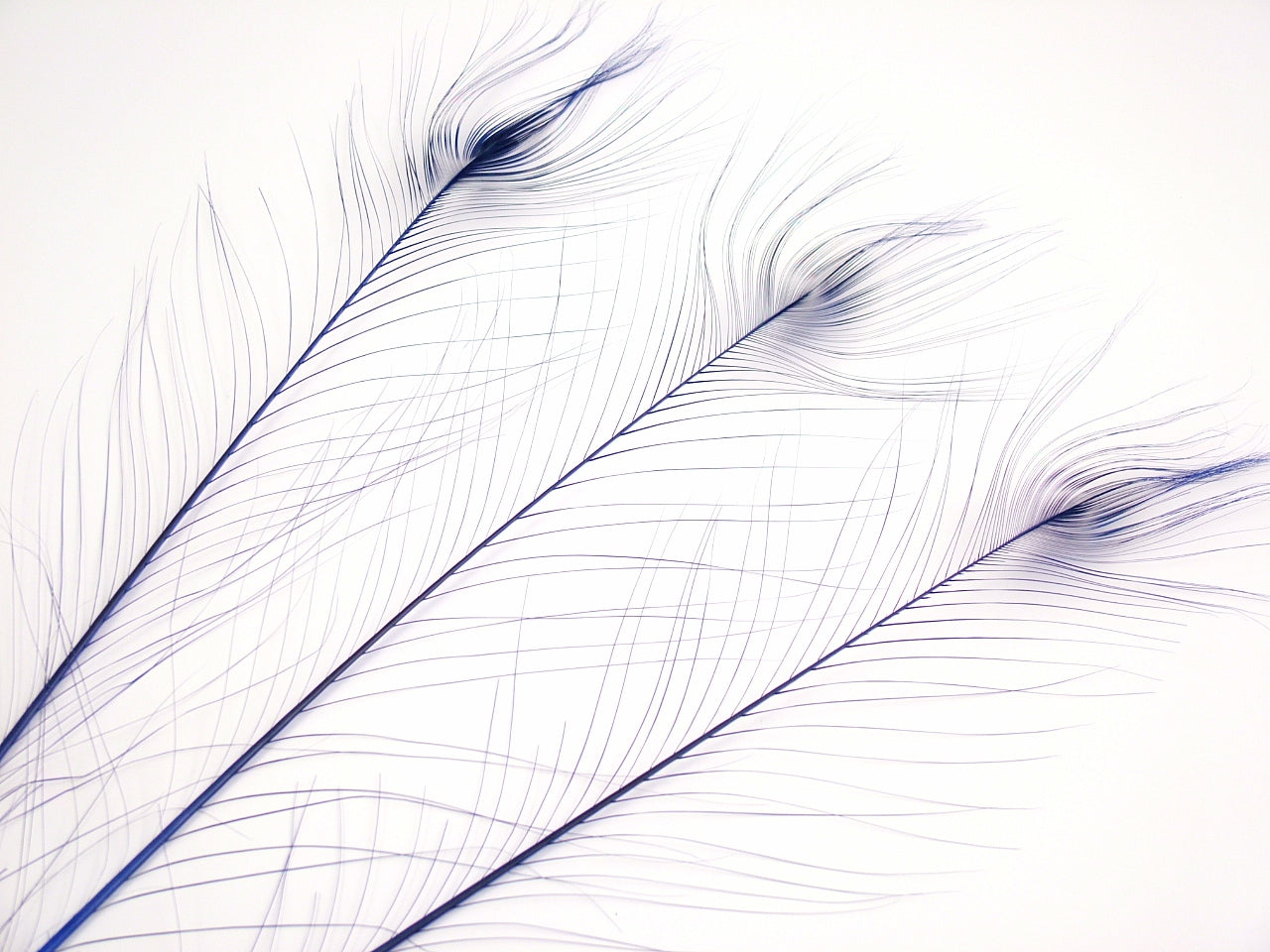 Burnt Peacock Feather