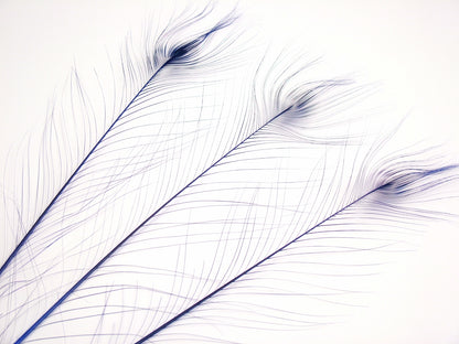 Burnt Peacock Feather