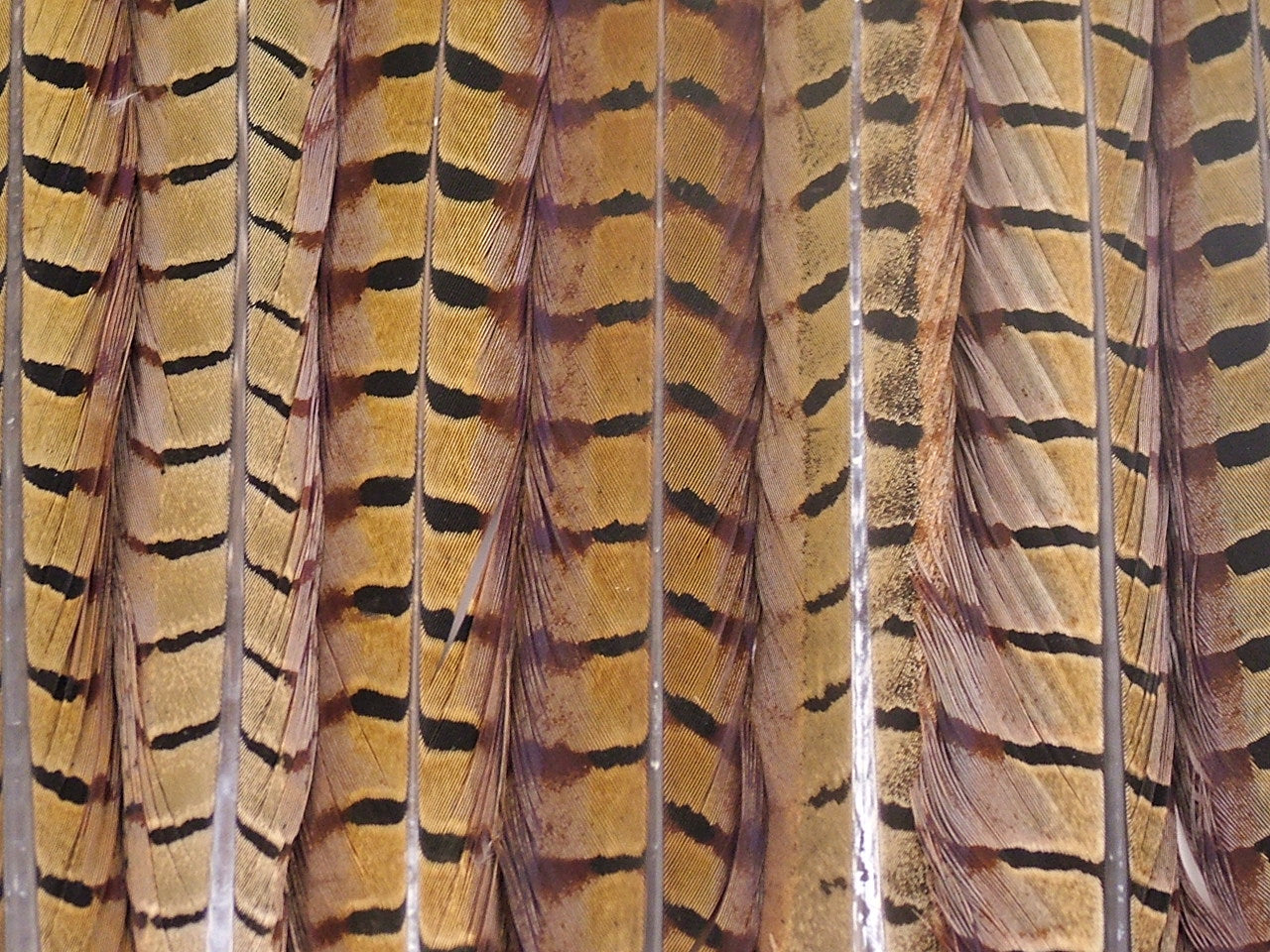 Ringneck Pheasant Centre Tail Feather