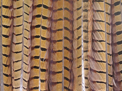 Ringneck Pheasant Centre Tail Feather