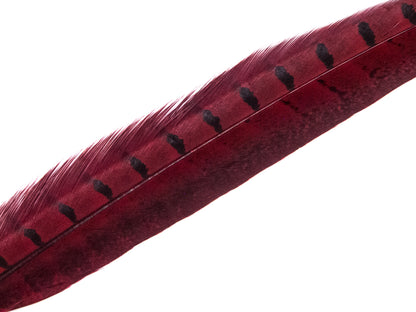 Ringneck Pheasant Side Tail Feather Dyed (25-35cm) 25-35cm, Red