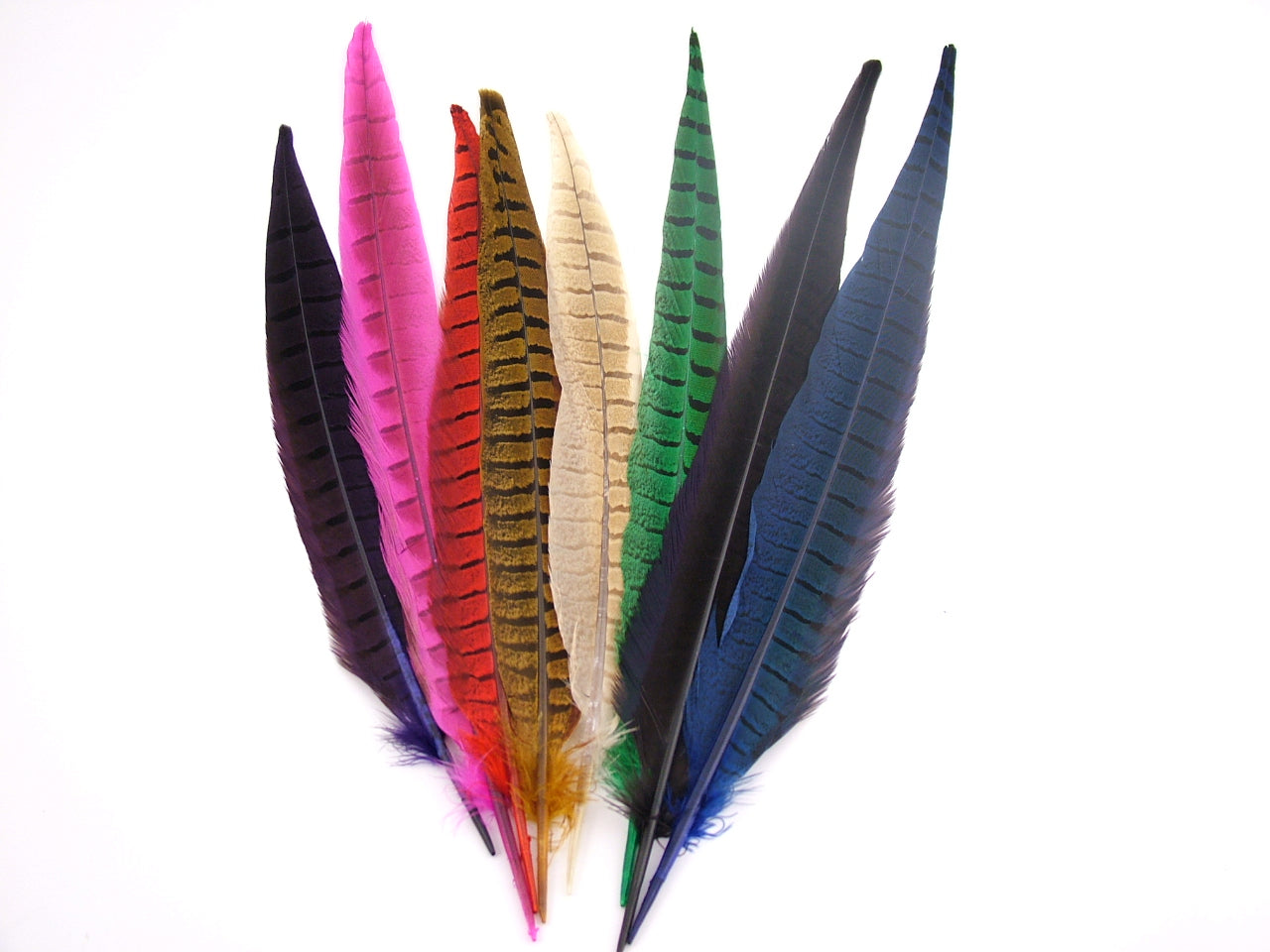 Ringneck Phesant Side Tail Feather Dyed