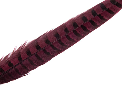 Ringneck Pheasant Side Tail Feather Dyed (25-35cm) 25-35cm, Burgundy