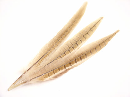 Ringneck Phesant Side Tail Feather Dyed