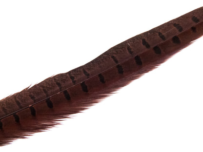 Ringneck Pheasant Side Tail Feather Dyed (25-35cm) 25-35cm, Rust
