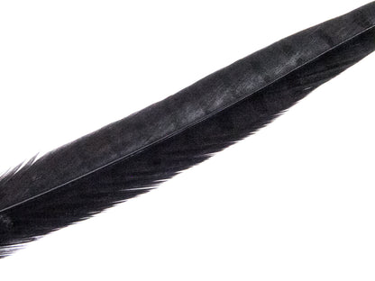 Ringneck Pheasant Side Tail Feather Dyed (25-35cm) 25-35cm, Black