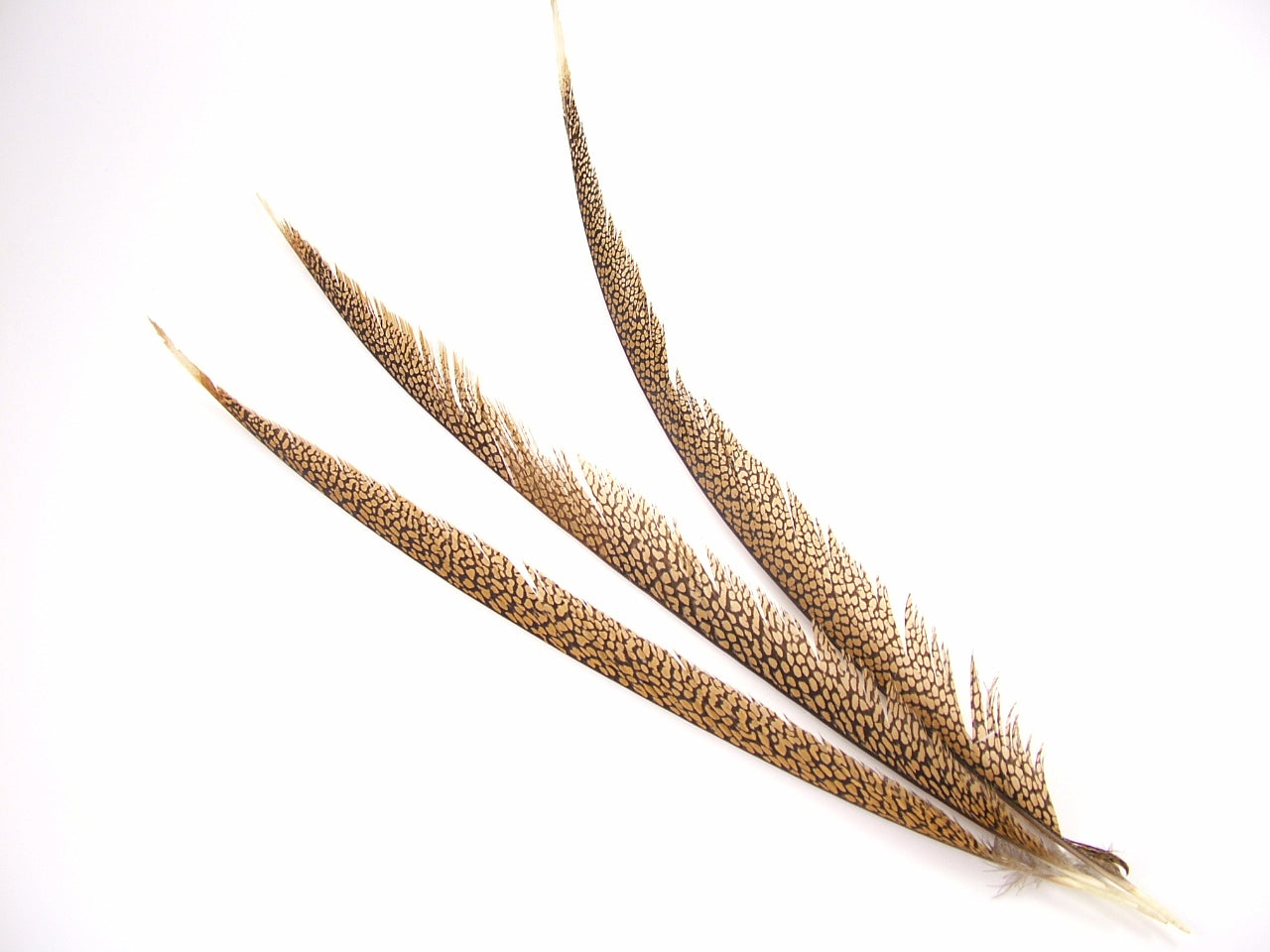 Golden Pheasant Centre Tail Feather