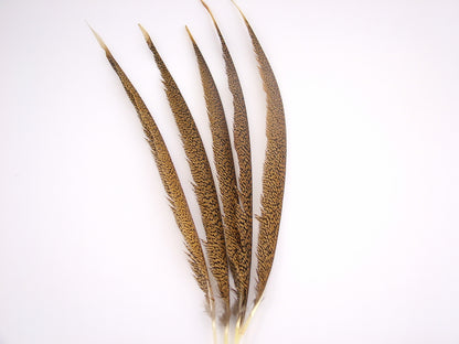 Golden Pheasant Centre Tail Feather