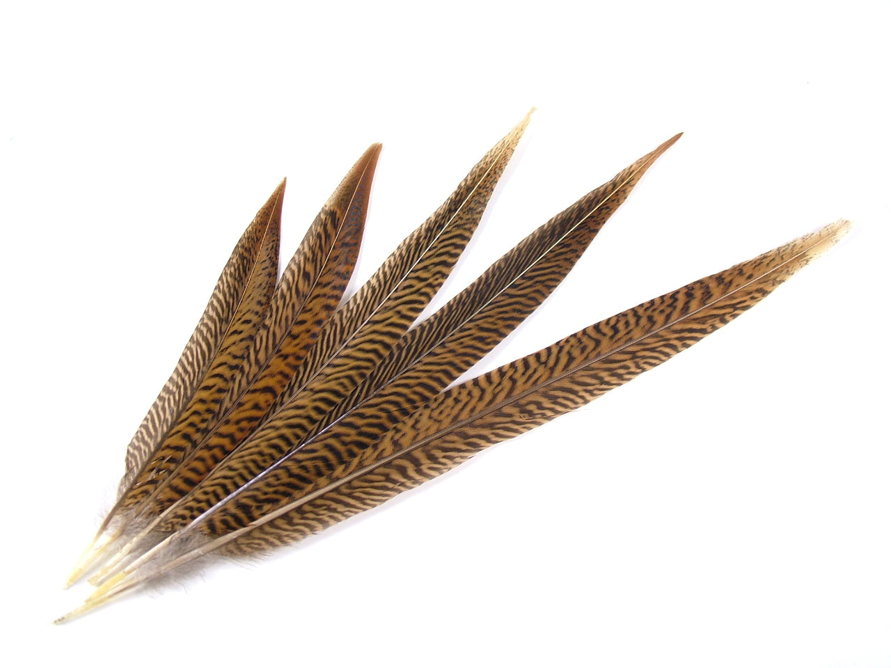 Golden Pheasant Side Tail Feather