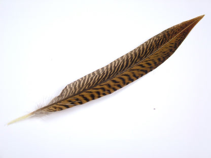 Golden Pheasant Side Tail Feather