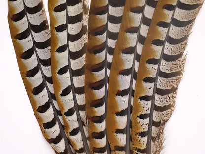 Reeves Pheasant Tail Feather