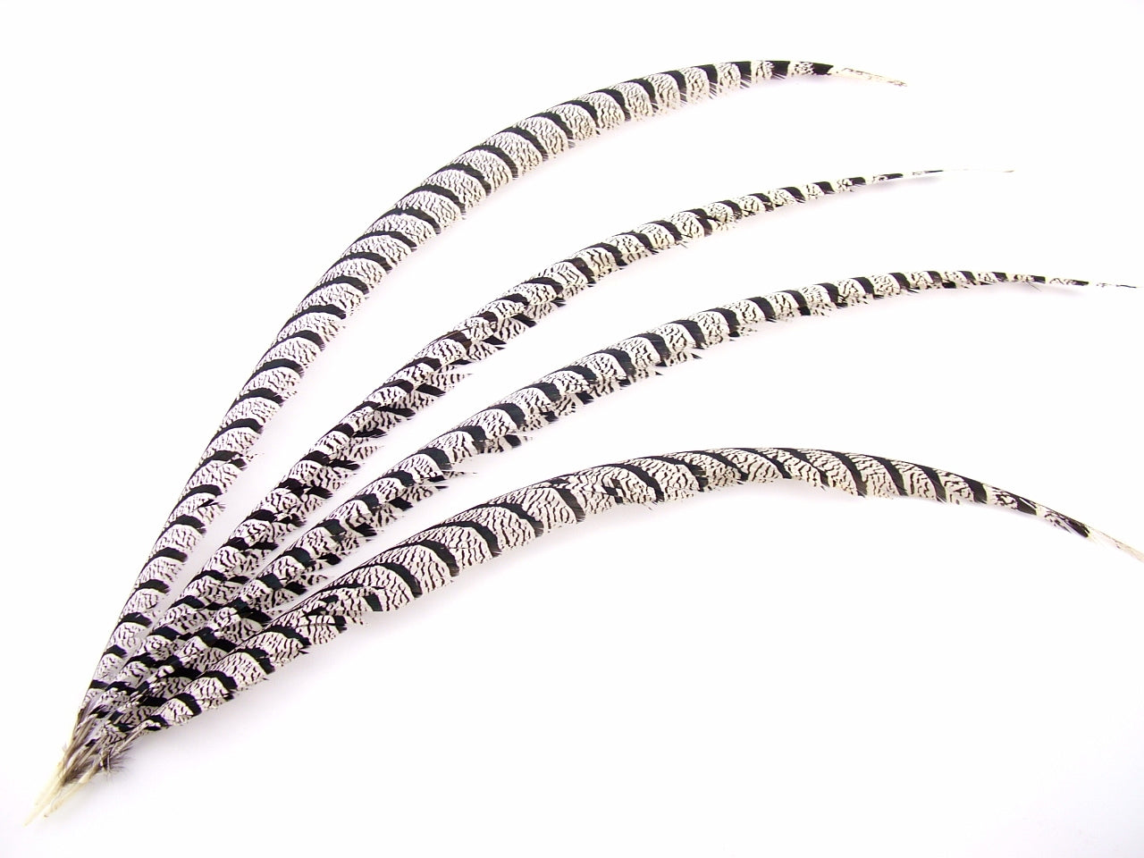 Lady Amherst Pheasant Centre Tail Feather