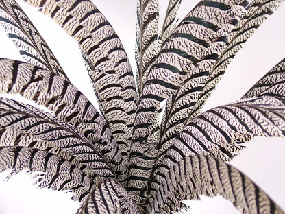 Lady Amherst Pheasant Centre Tail Feather