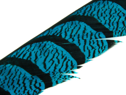 Lady Amherst Pheasant Centre Tail Feather Dyed 85-100cm, Turquoise