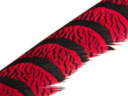 Lady Amherst Pheasant Centre Tail Feather Dyed 85-100cm, Red