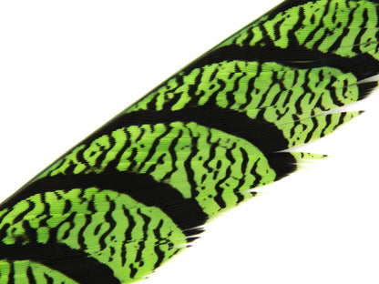Lady Amherst Pheasant Centre Tail Feather Dyed 85-100cm, Lime