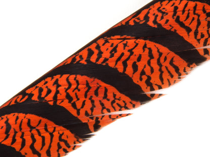 Lady Amherst Pheasant Centre Tail Feather Dyed 85-100cm, Orange