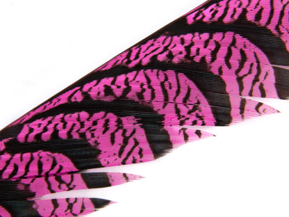Lady Amherst Pheasant Centre Tail Feather Dyed 85-100cm, Shocking Pink