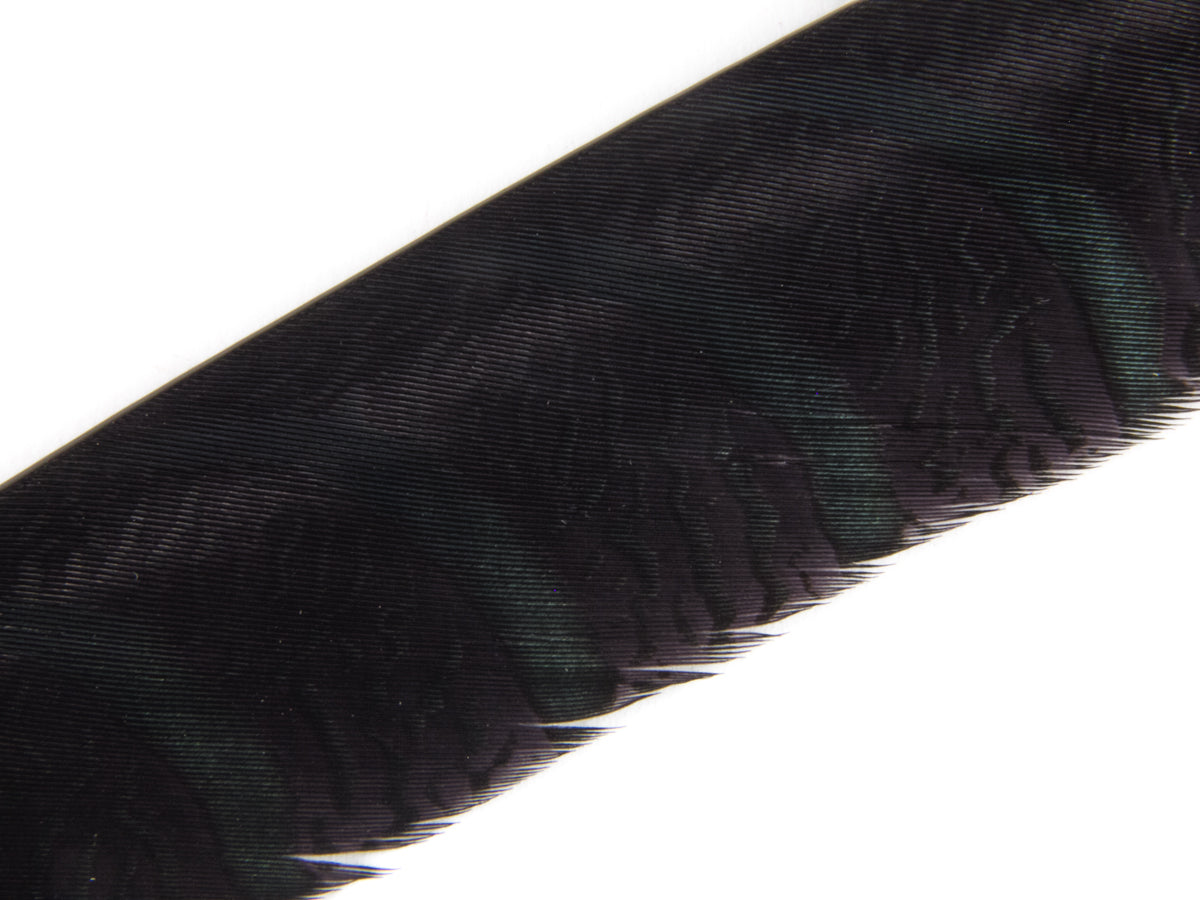 Lady Amherst Pheasant Centre Tail Feather Dyed 85-100cm, Black