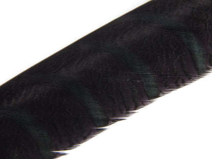 Lady Amherst Pheasant Centre Tail Feather Dyed 85-100cm, Black