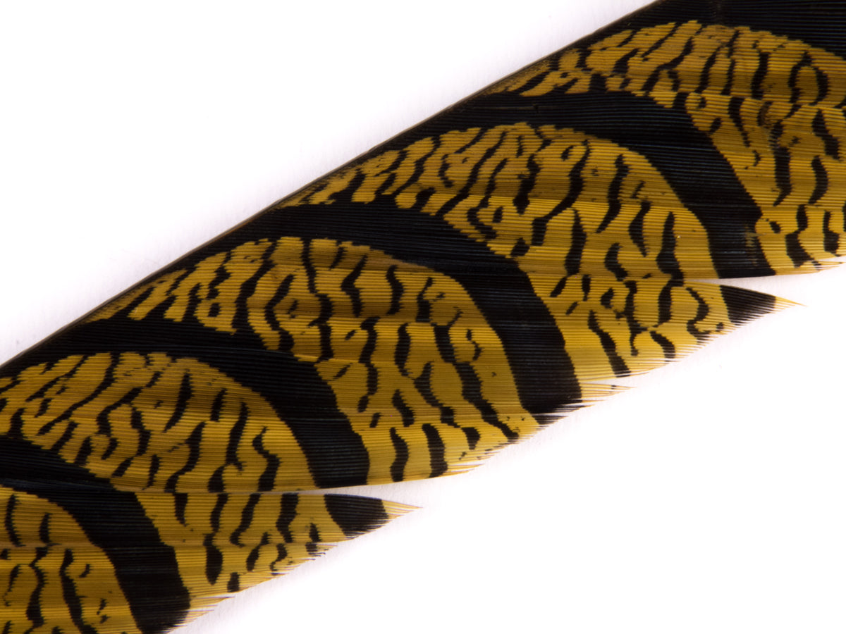 Lady Amherst Pheasant Centre Tail Feather Dyed 85-100cm, Gold