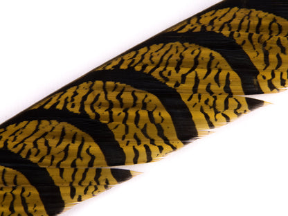 Lady Amherst Pheasant Centre Tail Feather Dyed 85-100cm, Gold