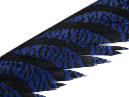 Lady Amherst Pheasant Centre Tail Feather Dyed 85-100cm, Royal