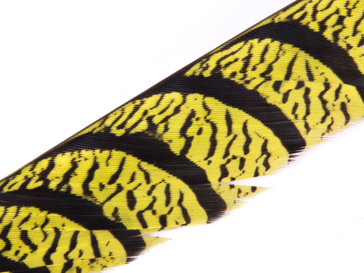 Lady Amherst Pheasant Centre Tail Feather Dyed 85-100cm, Yellow