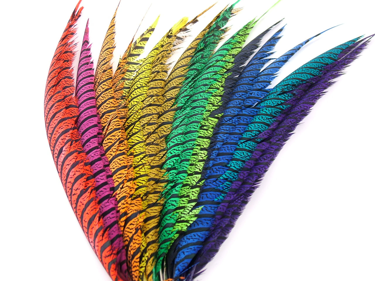 Lady Amherst Pheasant Centre Tail Feather Dyed