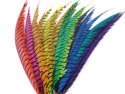 Lady Amherst Pheasant Centre Tail Feather Dyed