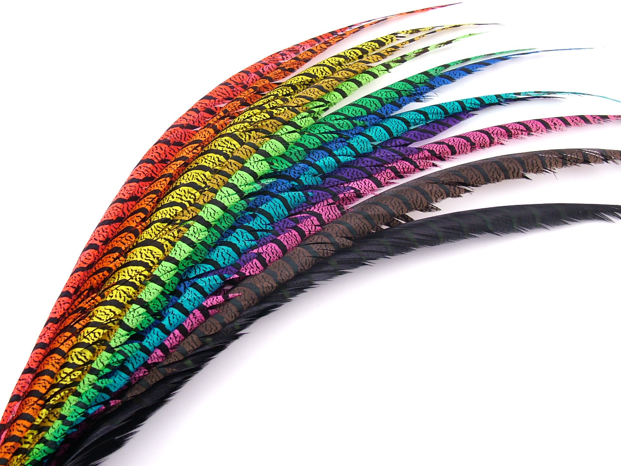 Lady Amherst Pheasant Centre Tail Feather Dyed
