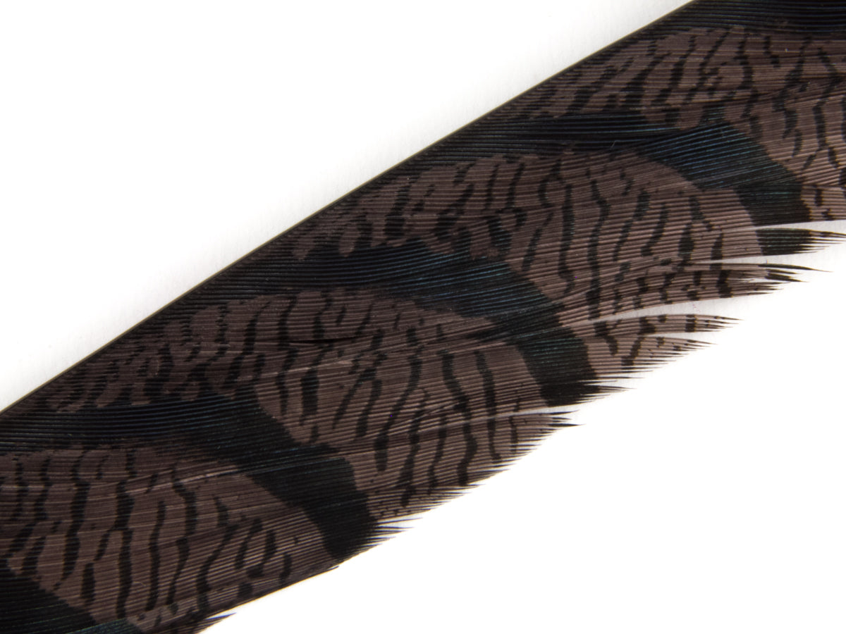 Lady Amherst Pheasant Centre Tail Feather Dyed 85-100cm, Chocolate