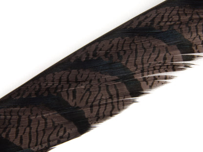 Lady Amherst Pheasant Centre Tail Feather Dyed 85-100cm, Chocolate