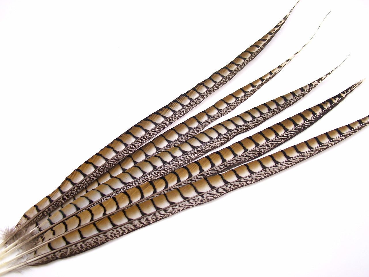Lady Amherst Pheasant Side Tail Feather