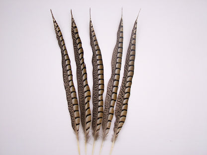 Lady Amherst Pheasant Side Tail Feather