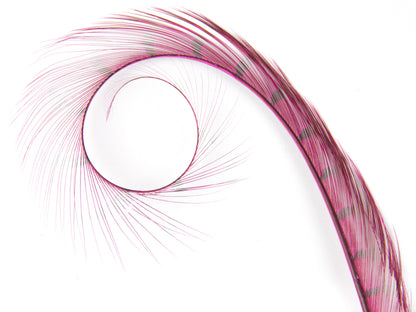Burnt Curled Ringneck Pheasant Feather Shocking Pink