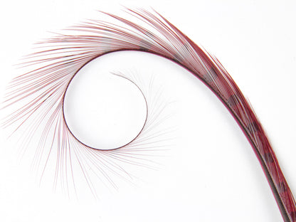 Burnt Curled Ringneck Pheasant Feather Wine