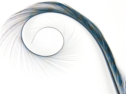 Burnt Curled Ringneck Pheasant Feather Turquoise