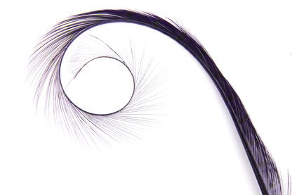 Burnt Curled Ringneck Pheasant Feather Purple
