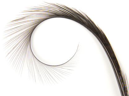 Burnt Curled Ringneck Pheasant Feather Chocolate