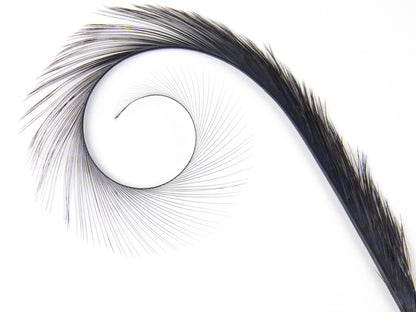 Burnt Curled Ringneck Pheasant Feather Navy