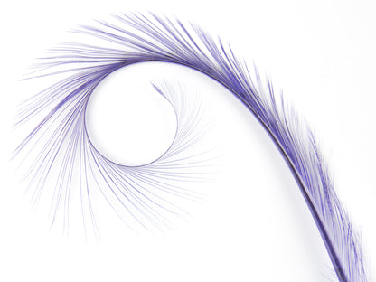 Burnt Curled Ringneck Pheasant Feather Lilac