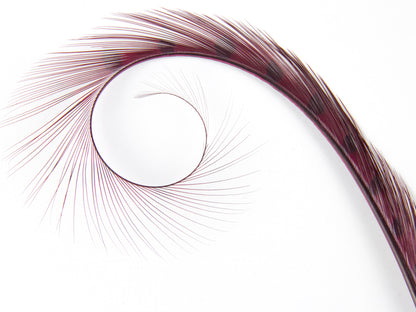 Burnt Curled Ringneck Pheasant Feather Fuchsia