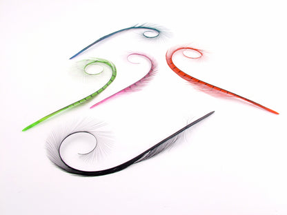 Burnt Curled Ringneck Pheasant Feather