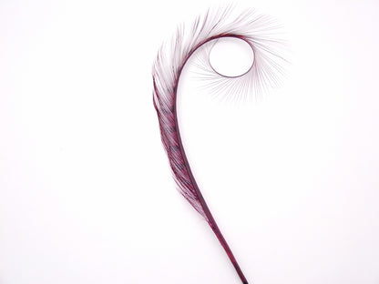 Burnt Curled Ringneck Pheasant Feather
