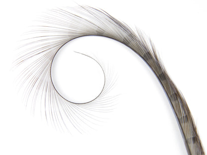 Burnt Curled Ringneck Pheasant Feather Grey
