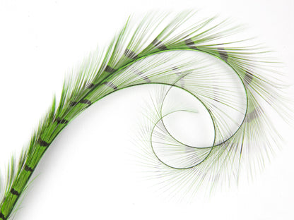 Burnt Curled Double Ringneck Pheasant Feather Lime