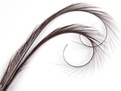 Burnt Curled Double Ringneck Pheasant Feather Burgundy
