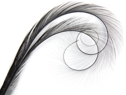 Burnt Curled Double Ringneck Pheasant Feather Black